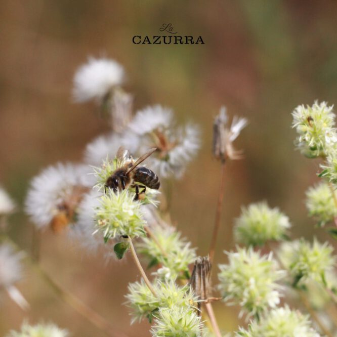 Abejas Miel La Cazurra