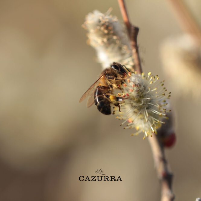 Abeja Miel La Cazurra