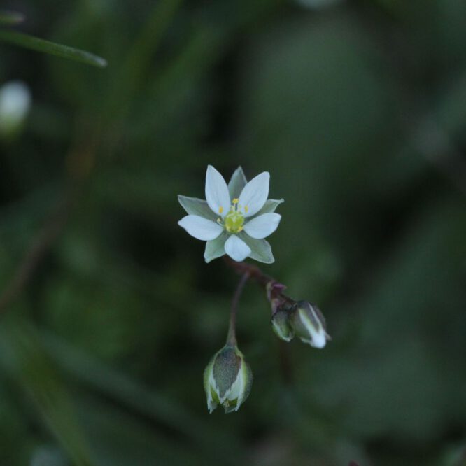 Miel la cazurra flores 2