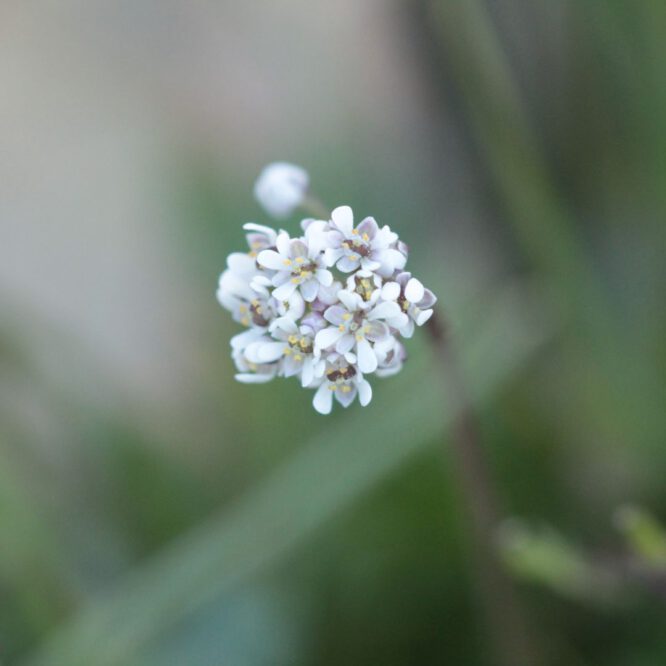 Miel la cazurra flores 1