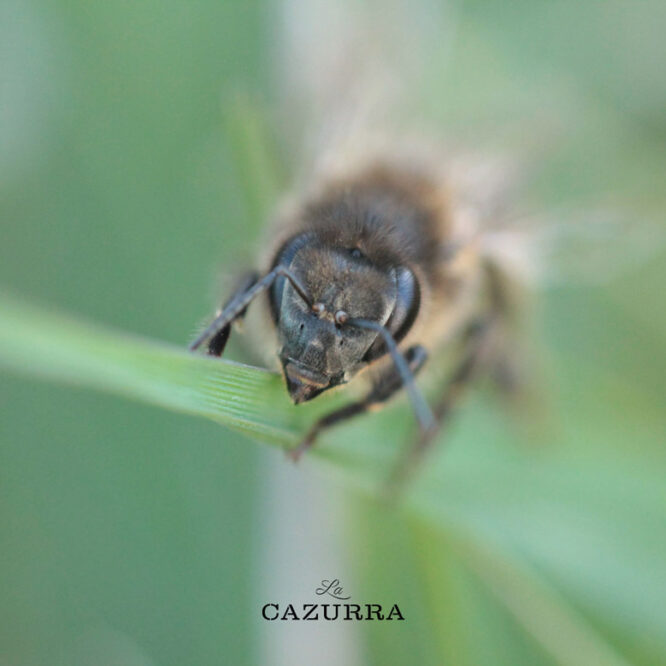 Las abejas Miel La Cazurra